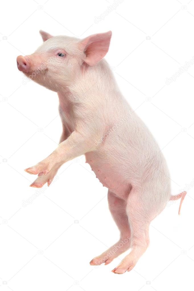 standing pig on white