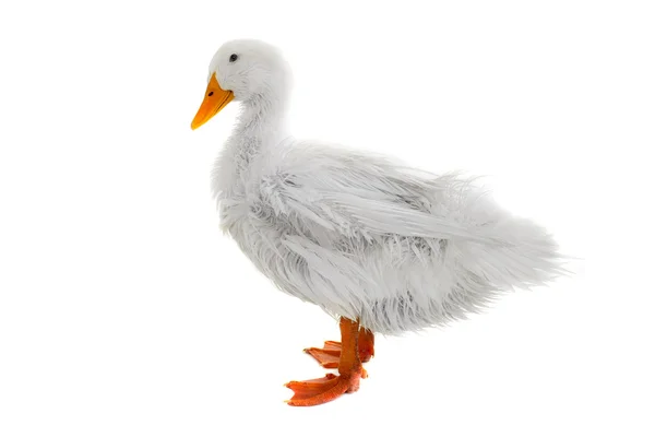 Isolated wet duck — Stock Photo, Image