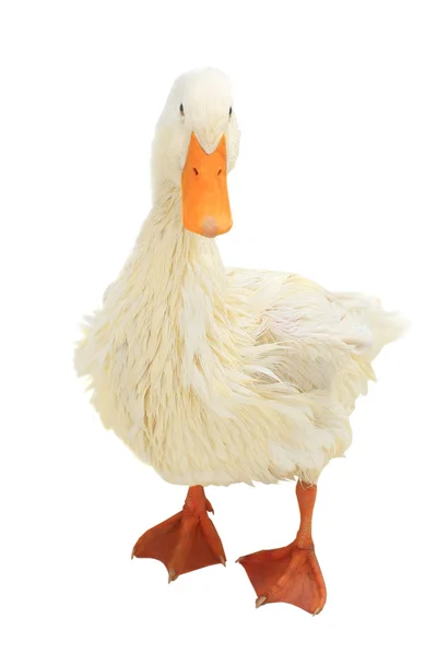 Isolated wet duck — Stock Photo, Image