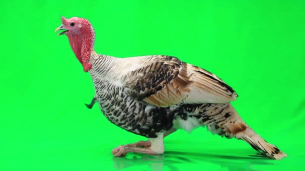 Turkey isolated on a green screen — Stock Video