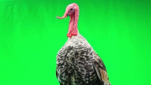 Retrato de una polla de pavo en la pantalla verde — Vídeo de stock