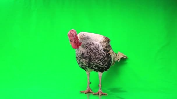 Turkey isolated on a green screen — Stock Video
