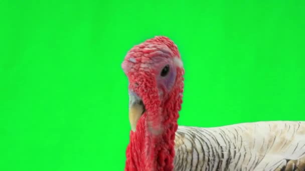 Retrato de una polla de pavo en la pantalla verde — Vídeo de stock