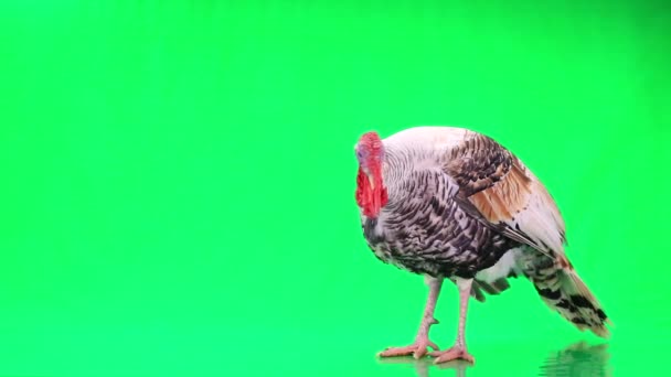 Turkey isolated on a green screen — Stock Video