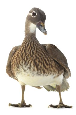 Beyaz izole kadın mandarin ördeği