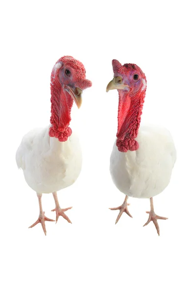 TwoTurkey aislado en un blanco — Foto de Stock