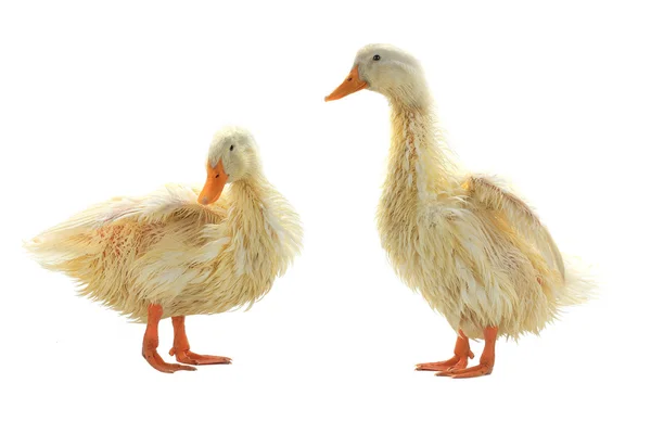 Dvě mokré kachna izolovaných na bílém — Stock fotografie