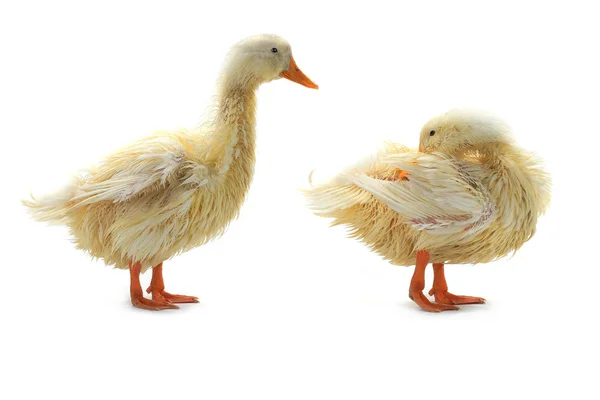 Izole iki ıslak ördekler — Stok fotoğraf