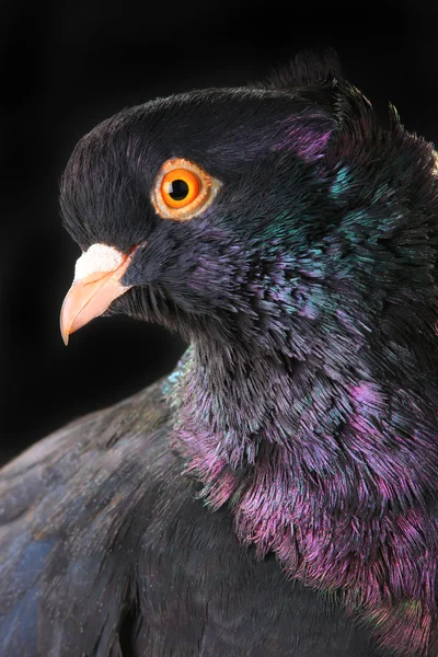 Gołąb czarne na czarnym — Zdjęcie stockowe