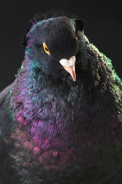 Чёрный голубь на чёрном — стоковое фото