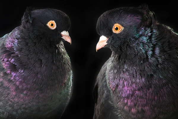 Dois pombos negros — Fotografia de Stock