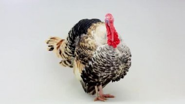 Beyaz arka planda hindi