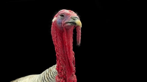 Turkey-cock on black screen — Stock Video