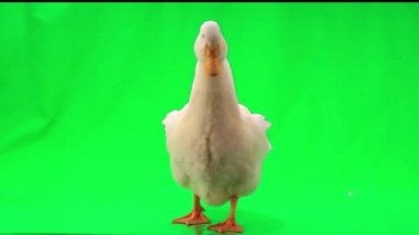 ördek kanatlarını dalgalar