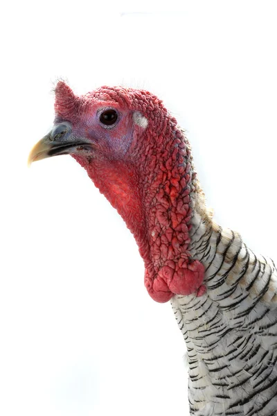 Turkey  isolated on a white — Stock Photo, Image