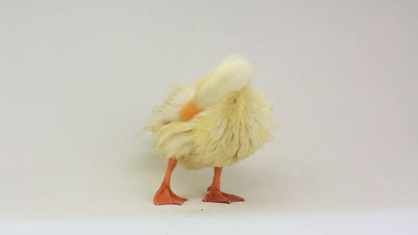 Duck on a white background — Stock Video