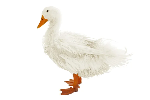 Wet duck  isolated on white — Stock Photo, Image