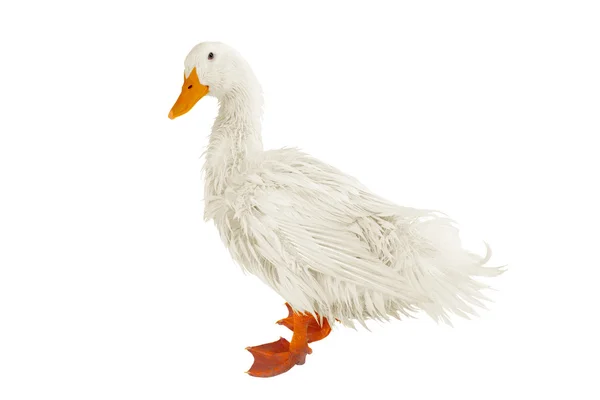 Wet duck  isolated on white — Stock Photo, Image