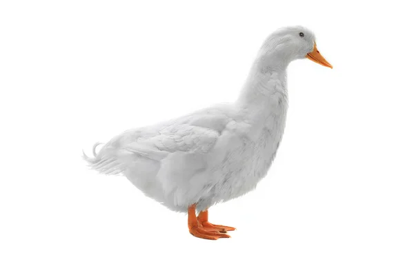 Canard mouillé isolé sur blanc — Photo