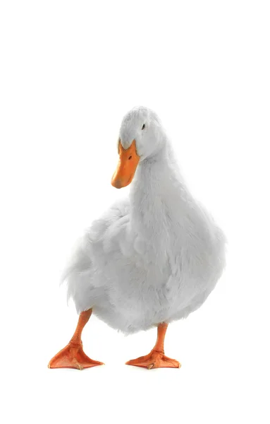 Wet duck  isolated on white — Stock Photo, Image