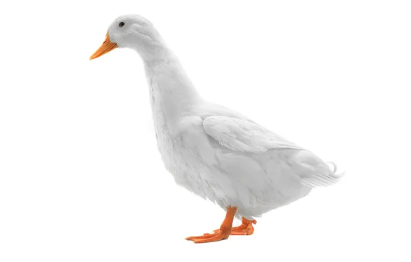 Pato mojado aislado en blanco — Foto de Stock
