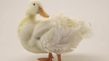 Beyaz arkaplanda ördek