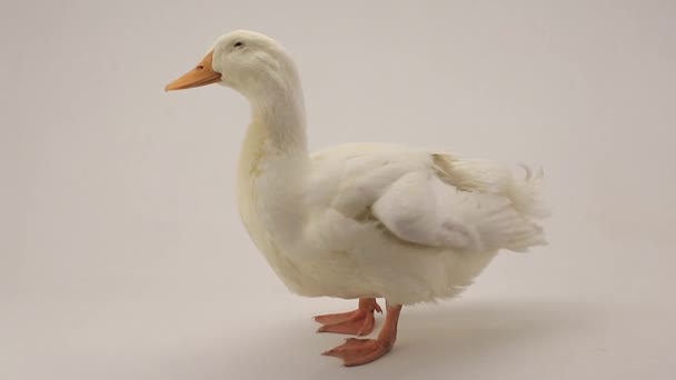 Duck on a white background — Stock Video