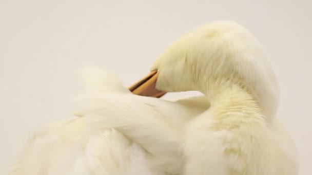 Duck on a white background — Stock Video