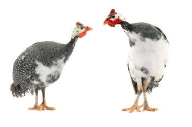 ıslak ördek beyaz izole