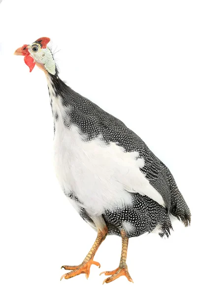 Mokrá kachna izolovaných na bílém — Stock fotografie