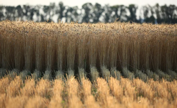 Cones maduros de trigo contra árvores — Fotografia de Stock