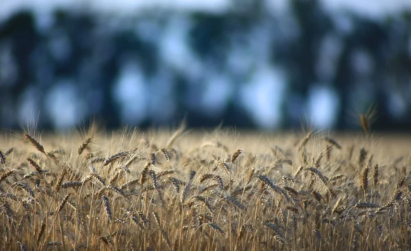 Coni maturi di grano contro gli alberi — Foto Stock