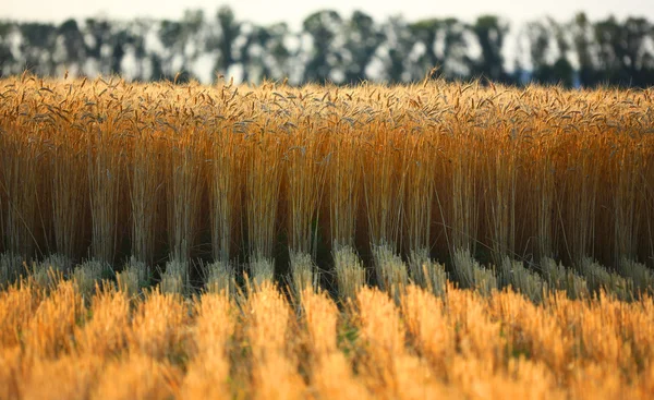 Стиглі конуси пшениці проти дерев — стокове фото