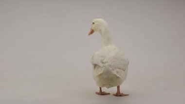 Beyaz arkaplanda ördek