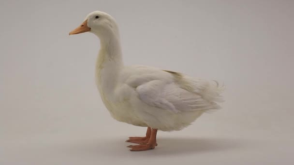 Pato sobre um fundo branco — Vídeo de Stock