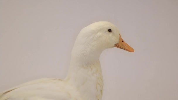 Duck on a white background — Stock Video