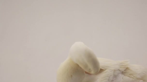 Duck on a white background — Stock Video