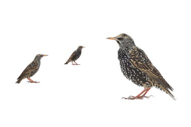 İki Starling beyaz izole