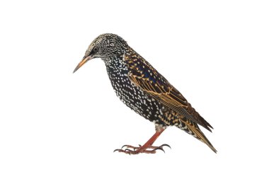 İki Starling beyaz izole
