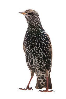 İki Starling beyaz izole
