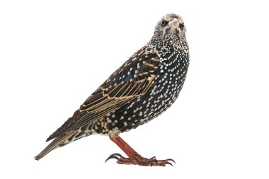 İki Starling beyaz izole