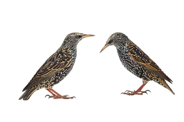 Dos Starling aislados en blanco —  Fotos de Stock