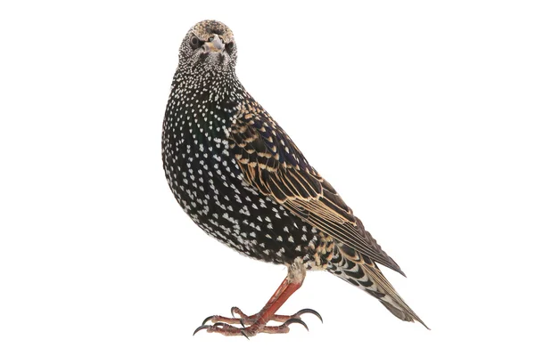 Dos Starling aislados en blanco — Foto de Stock