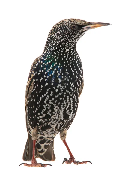 Two Starling  isolated on white — Stock Photo, Image