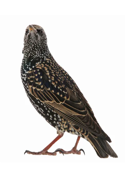 Starling isolerad på vit — Stockfoto