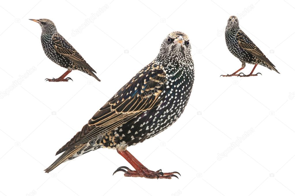 Two Starling  isolated on white