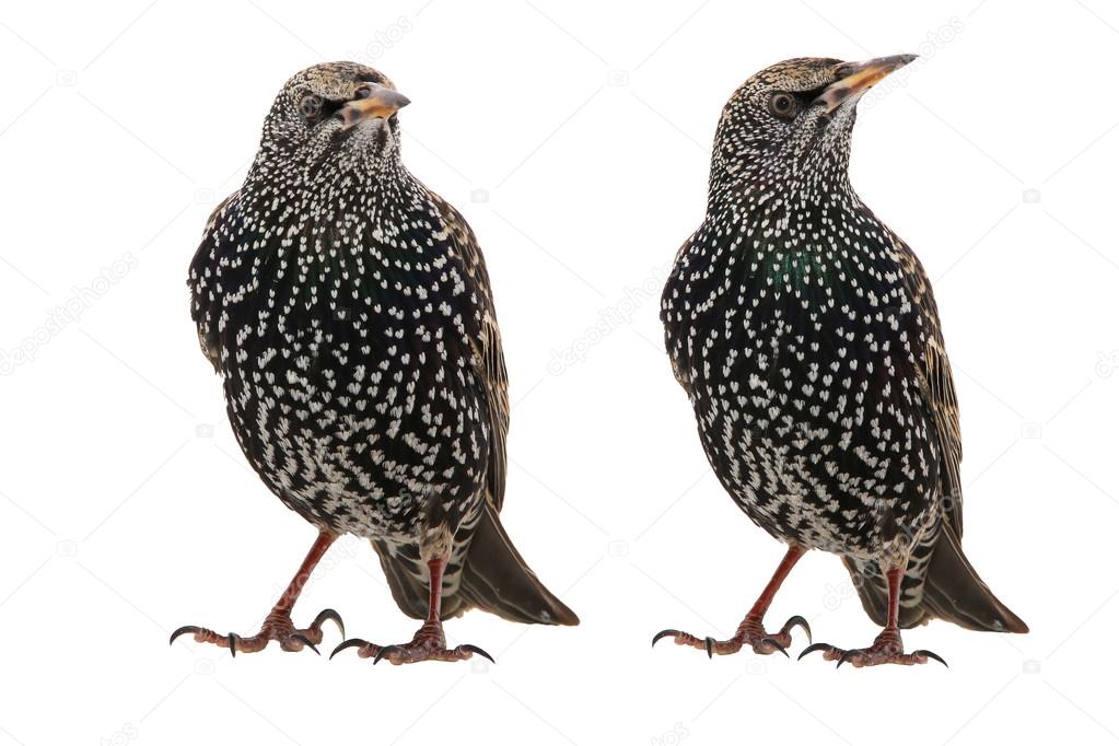 Two Starling  isolated on white