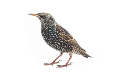 Starling (Sturnus vulgaris)