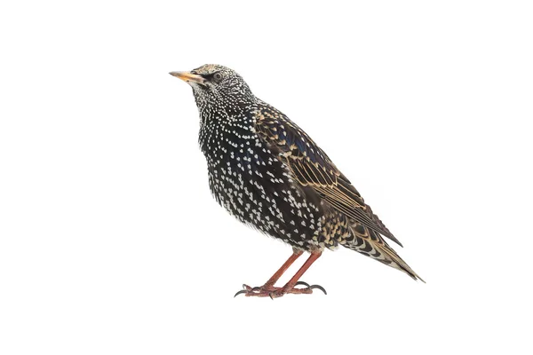 Seregélyfélék (sturnus vulgaris) — Stock Fotó