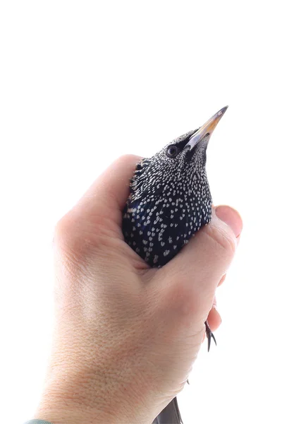 Estornino (Sturnus vulgaris ) —  Fotos de Stock